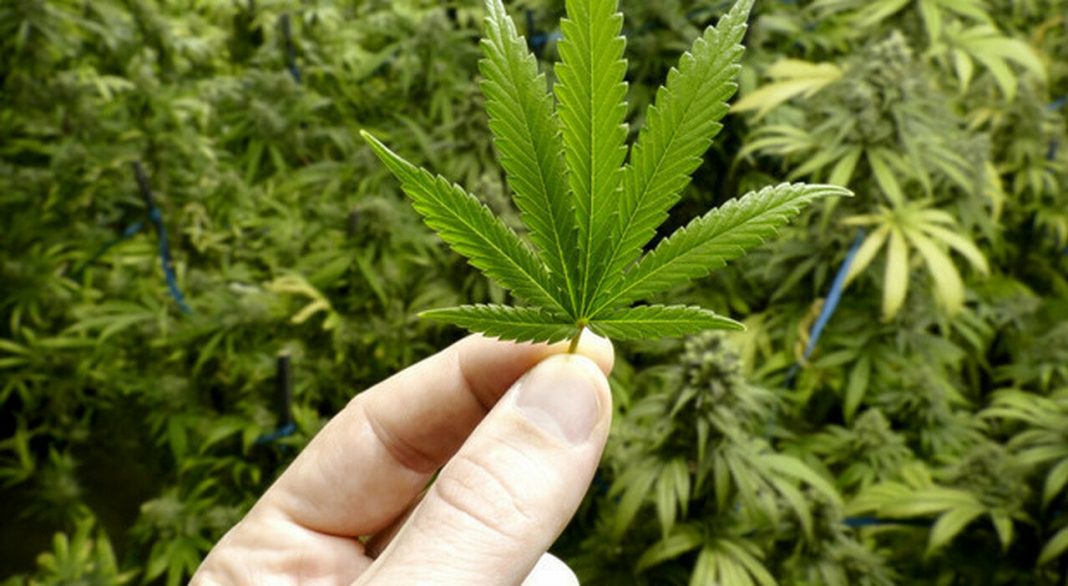 cannabis-calabria-erba-terapeutica-mette-accordo-destra-sinistra